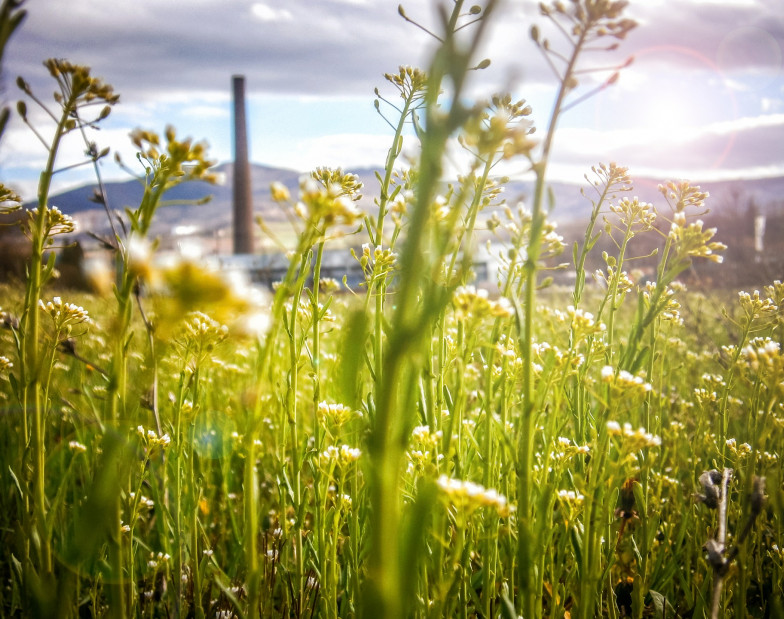 Foto: Blumenwiese in Nahaufnahme, am Horizont Kraftwerk 