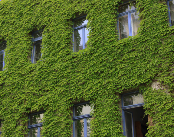 Foto einer mit wildem Wein begrünten Hauswand